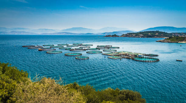 Precision Aquaculture Market Analysis, Growth, Trends, Share, Size & Forecast