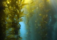 Seaweed Fertilizers Market Analysis, Demand, Scope, Share, Size, Opportunities & Forecast