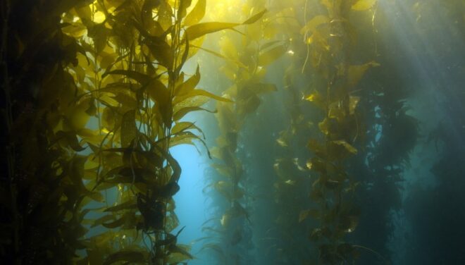 Seaweed Fertilizers Market Analysis, Demand, Scope, Share, Size, Opportunities & Forecast