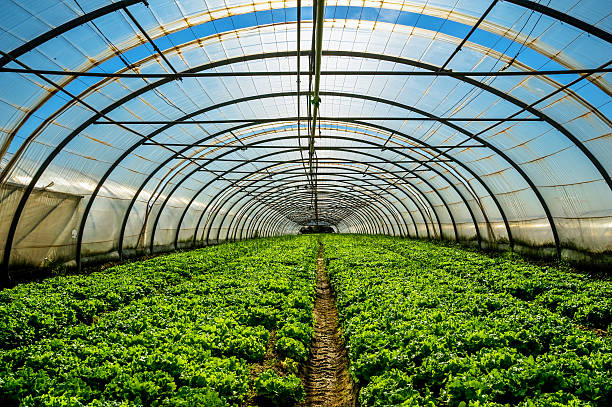 Predicted Growth for Commercial Greenhouse Market , Expected to Reach billions by 2017-2027