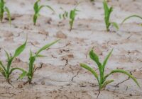 Drought Resistant Crops Market : Trends, Competition, and Industry Size Forecasts