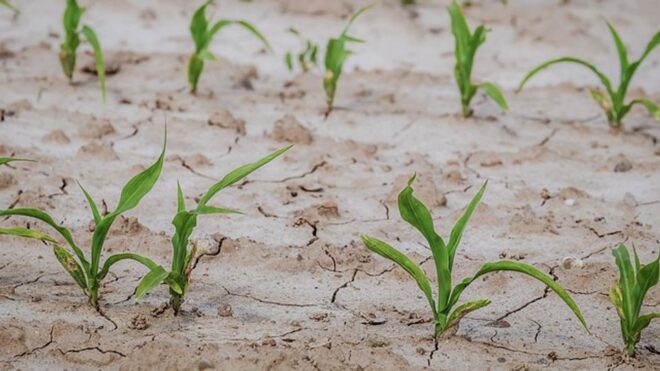 Drought Resistant Crops Market : Trends, Competition, and Industry Size Forecasts