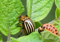 Global Integrated Pest Management Market Analysis, Share, Trends, Demand, Size, Opportunity & Forecast