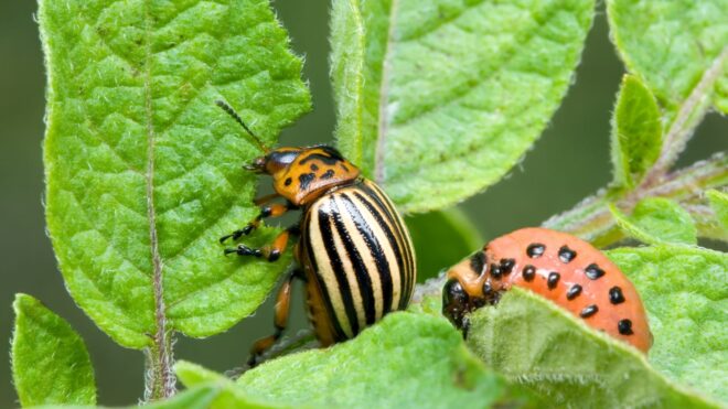 Global Integrated Pest Management Market Analysis, Share, Trends, Demand, Size, Opportunity & Forecast