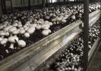 Global Mushroom Cultivation Market Analysis, Share, Trends, Demand, Size, Opportunity & Forecast