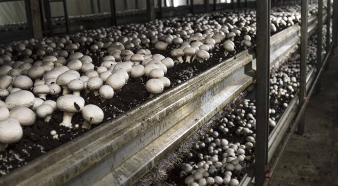 Global Mushroom Cultivation Market Analysis, Share, Trends, Demand, Size, Opportunity & Forecast