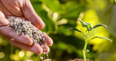Global Specialty Fertilizers Market Analysis, Share, Trends, Demand, Size, Opportunity & Forecast