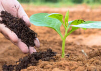 India Organic Fertilizer Market Forecast 2017-2027: Projected Growth and Opportunities | TechSci Research