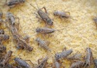 Insect Farming Analysis, Share, Trends, Demand, Size, Opportunity & Forecast