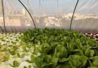 Israel Hydroponics Market Analysis, Share, Trends, Demand, Size, Opportunity & Forecast