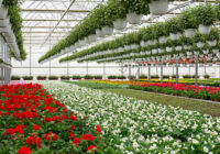 Kenya Floriculture Market Analysis, Share, Trends, Demand, Size, Opportunity & Forecast