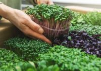 Microgreens Market - Analysis, Share, Trends, Demand, Size, Opportunity & Forecast