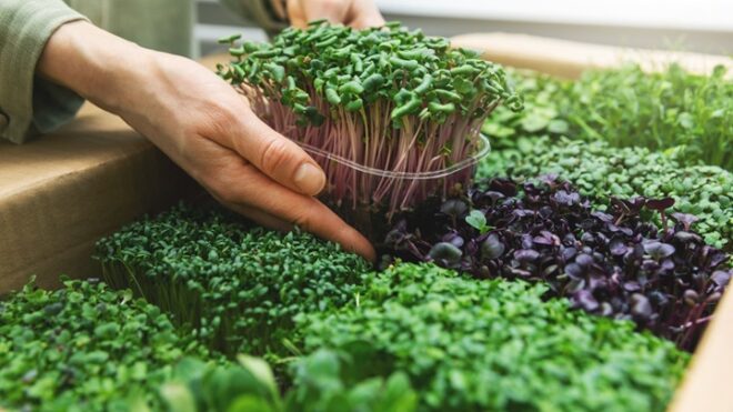 Microgreens Market - Analysis, Share, Trends, Demand, Size, Opportunity & Forecast