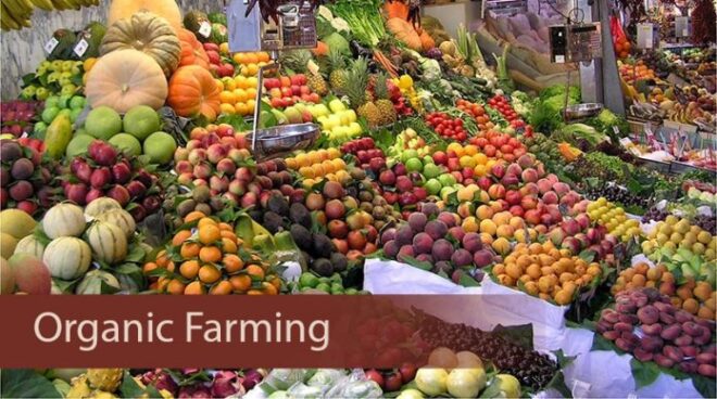 Organic Farming Market : Exploring Opportunities with Market Size and Growth Projections