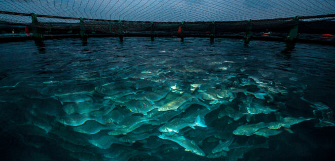 Precision Aquaculture MarketSize Is Likely to Experience a Tremendous Growth by 2017-2027