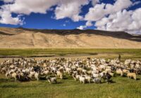 Precision Livestock Farming Market Size Is Likely to Experience a Tremendous Growth by 2017-2027