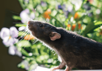 Rodenticide Market Analysis, Share, Trends, Demand, Size, Opportunity & Forecast