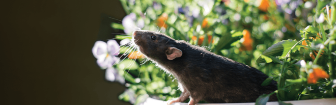 Rodenticide Market Analysis, Share, Trends, Demand, Size, Opportunity & Forecast