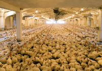Saudi Arabia Poultry Market Analysis, Share, Trends, Demand, Size, Opportunity & Forecast