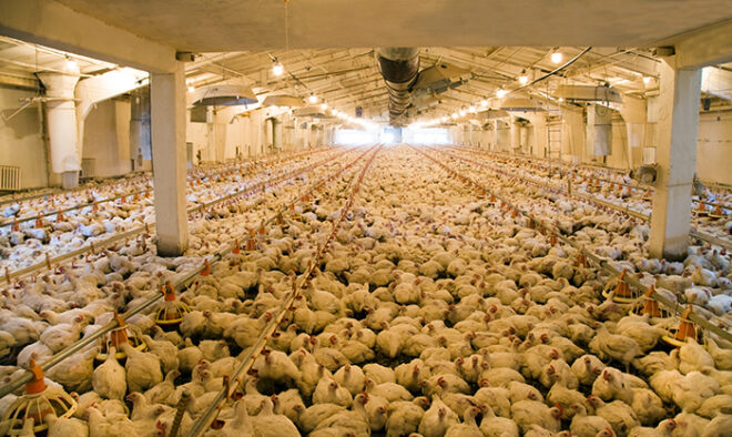 Saudi Arabia Poultry Market Analysis, Share, Trends, Demand, Size, Opportunity & Forecast
