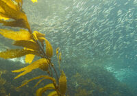 Seaweed Cultivation Market Analysis, Share, Trends, Demand, Size, Opportunity & Forecast