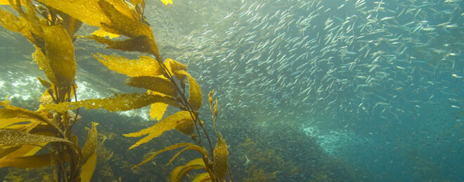 Seaweed Cultivation Market Analysis, Share, Trends, Demand, Size, Opportunity & Forecast