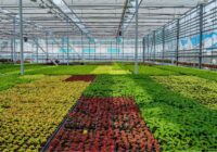 Smart Greenhouse Market - Analysis, Share, Trends, Demand, Size, Opportunity & Forecast