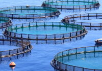 UAE Aquaculture Market : Opportunities, Size and Growth Projections in Upcoming Years