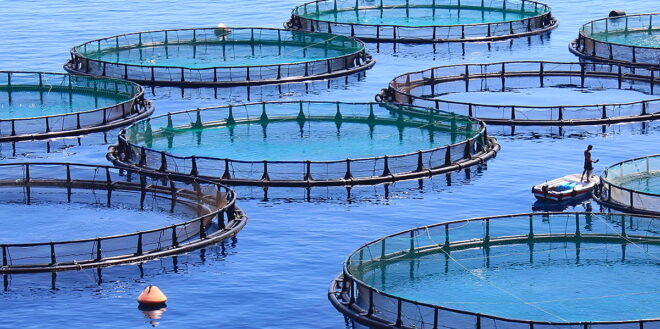 UAE Aquaculture Market : Opportunities, Size and Growth Projections in Upcoming Years