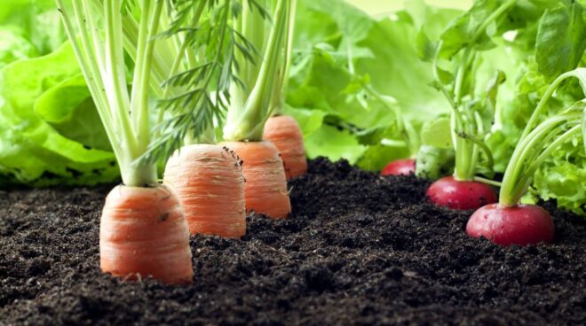 UAE Organic Farming Market : Trends, and Industry Size Forecasts
