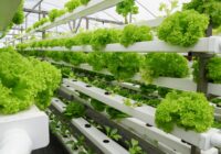 UAE Vertical Farming Market Projections Show Impressive CAGR for 2017-2027