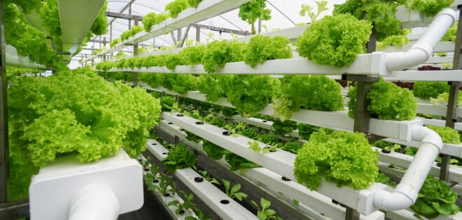 UAE Vertical Farming Market Projections Show Impressive CAGR for 2017-2027