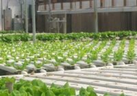Predicted Growth for United Kingdom Greenhouse Market , Expected to Reach billions by 2017-2027