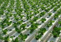 United Kingdom Hydroponics Market : Opportunities, Size and Growth Projections in Upcoming Years
