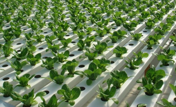 United Kingdom Hydroponics Market : Opportunities, Size and Growth Projections in Upcoming Years