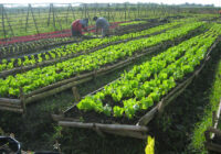 United Kingdom Organic Farming Market | Latest Research Reveals Key Trends for Business Growth