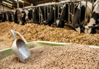 Vietnam Animal feed Market Analysis, Share, Trends, Demand, Size, Opportunity & Forecast