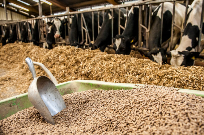 Vietnam Animal feed Market Analysis, Share, Trends, Demand, Size, Opportunity & Forecast