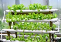 Vietnam Hydroponics Market 2017-2027: Emerging Opportunities | TechSci Research