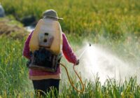 Vietnam Pesticides Market | Latest Research Reveals Key Trends for Business Growth