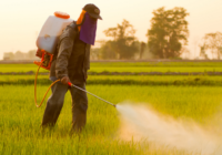 China Insecticides Market 2017-2027: Regional Analysis and Forecast | TechSci Research