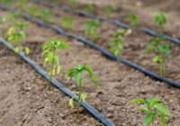 Europe Drip Irrigation Market Is Likely to Experience a Tremendous Growth by 2015-2025