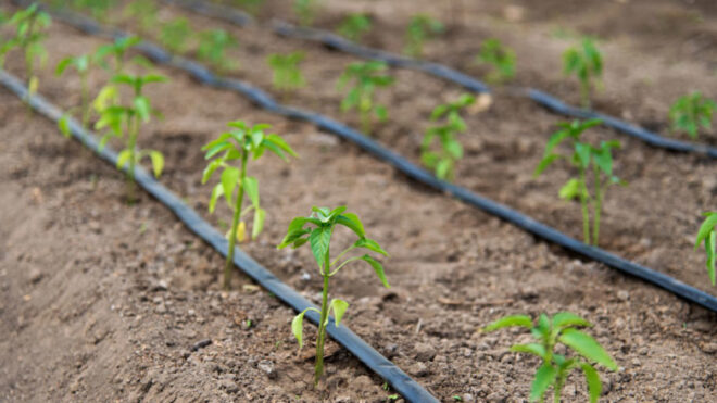 Europe Drip Irrigation Market Is Likely to Experience a Tremendous Growth by 2015-2025