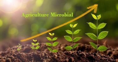 Global Agricultural Microbials Market Is Likely to Experience a Tremendous Growth by 2015-2025