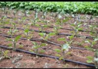 Global Drip Irrigation Market : Opportunities, Size and Growth Projections in Upcoming Years