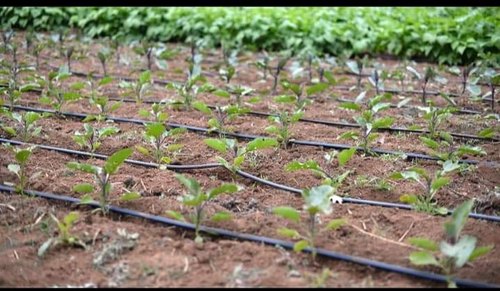 Global Drip Irrigation Market : Opportunities, Size and Growth Projections in Upcoming Years