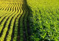 Global Genetically Modified Crops Market : Opportunities, Size and Growth Projections in Upcoming Years