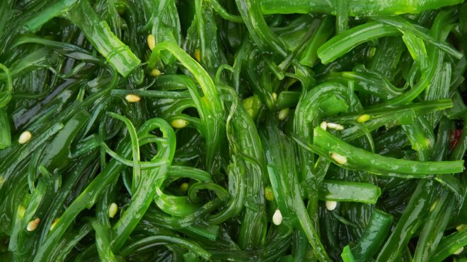 Global Seaweed Fertilizers Market : Opportunities, Size and Growth Projections in Upcoming Years