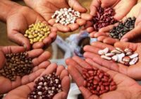 Global Seeds Market : Opportunities, Size & Growth Projections