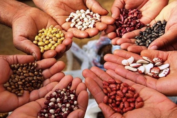 Global Seeds Market : Opportunities, Size & Growth Projections